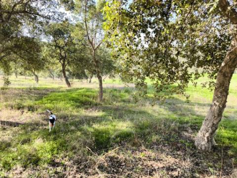 TERRENO RUSTICO COM 3080 M2 - PLANO COM MUITOS SOBREIROS - ASFALTO - PROXIMO AO VALE DO PEREIRO EM ODELEITE - CASTRO MARIM - ALGARVE
