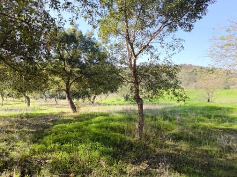 TERRENO RUSTICO COM 3080 M2 - PLANO COM MUITOS SOBREIROS - ASFALTO - PROXIMO AO VALE DO PEREIRO EM ODELEITE - CASTRO MARIM - ALGARVE