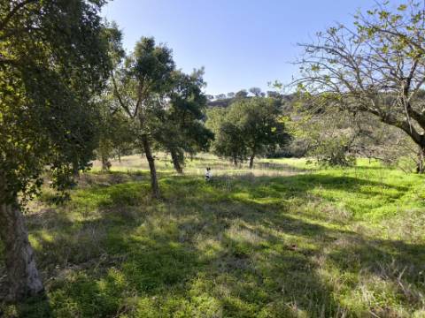 TERRENO RUSTICO COM 3080 M2 - PLANO COM MUITOS SOBREIROS - ASFALTO - PROXIMO AO VALE DO PEREIRO EM ODELEITE - CASTRO MARIM - ALGARVE