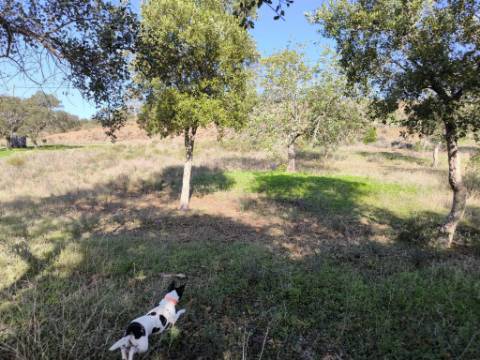 TERRENO RUSTICO COM 3080 M2 - PLANO COM MUITOS SOBREIROS - ASFALTO - PROXIMO AO VALE DO PEREIRO EM ODELEITE - CASTRO MARIM - ALGARVE