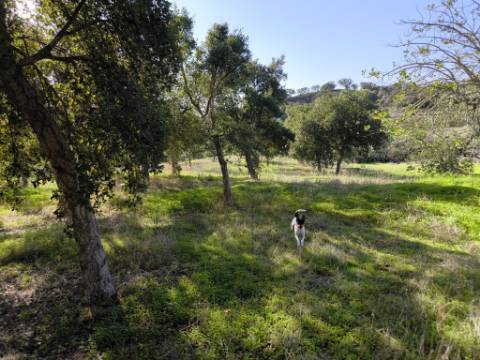 TERRENO RUSTICO COM 3080 M2 - PLANO COM MUITOS SOBREIROS - ASFALTO - PROXIMO AO VALE DO PEREIRO EM ODELEITE - CASTRO MARIM - ALGARVE