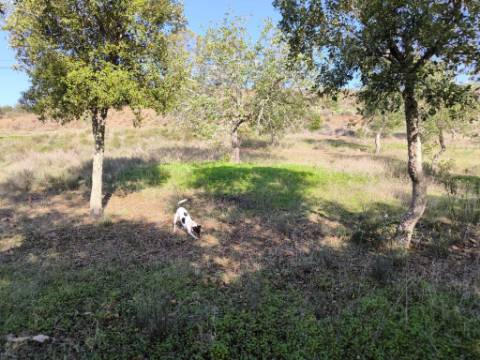 TERRENO RUSTICO COM 3080 M2 - PLANO COM MUITOS SOBREIROS - ASFALTO - PROXIMO AO VALE DO PEREIRO EM ODELEITE - CASTRO MARIM - ALGARVE