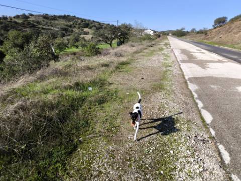 TERRENO RUSTICO COM 3080 M2 - PLANO COM MUITOS SOBREIROS - ASFALTO - PROXIMO AO VALE DO PEREIRO EM ODELEITE - CASTRO MARIM - ALGARVE