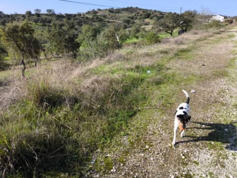 TERRENO RUSTICO COM 3080 M2 - PLANO COM MUITOS SOBREIROS - ASFALTO - PROXIMO AO VALE DO PEREIRO EM ODELEITE - CASTRO MARIM - ALGARVE
