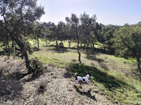 TERRENO RUSTICO COM 3080 M2 - PLANO COM MUITOS SOBREIROS - ASFALTO - PROXIMO AO VALE DO PEREIRO EM ODELEITE - CASTRO MARIM - ALGARVE