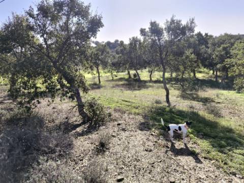 TERRENO RUSTICO COM 3080 M2 - PLANO COM MUITOS SOBREIROS - ASFALTO - PROXIMO AO VALE DO PEREIRO EM ODELEITE - CASTRO MARIM - ALGARVE
