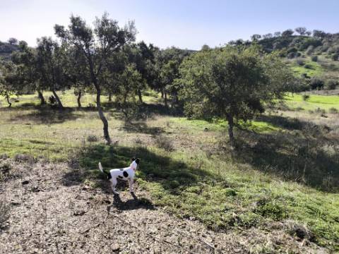 TERRENO RUSTICO COM 3080 M2 - PLANO COM MUITOS SOBREIROS - ASFALTO - PROXIMO AO VALE DO PEREIRO EM ODELEITE - CASTRO MARIM - ALGARVE