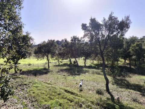 TERRENO RUSTICO COM 3080 M2 - PLANO COM MUITOS SOBREIROS - ASFALTO - PROXIMO AO VALE DO PEREIRO EM ODELEITE - CASTRO MARIM - ALGARVE