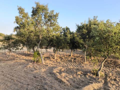 TERRENO RUSTICO COM 3080 M2 - PLANO COM MUITOS SOBREIROS - ASFALTO - PROXIMO AO VALE DO PEREIRO EM ODELEITE - CASTRO MARIM - ALGARVE