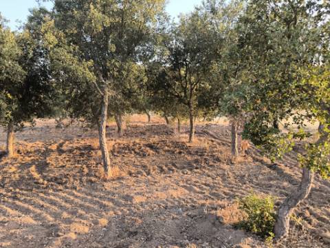 TERRENO RUSTICO COM 3080 M2 - PLANO COM MUITOS SOBREIROS - ASFALTO - PROXIMO AO VALE DO PEREIRO EM ODELEITE - CASTRO MARIM - ALGARVE