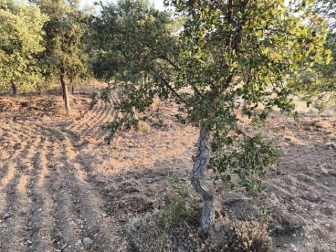 TERRENO RUSTICO COM 3080 M2 - PLANO COM MUITOS SOBREIROS - ASFALTO - PROXIMO AO VALE DO PEREIRO EM ODELEITE - CASTRO MARIM - ALGARVE