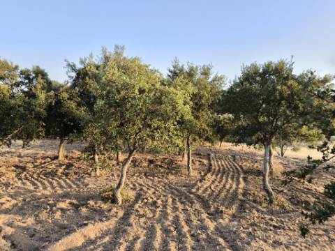 TERRENO RUSTICO COM 3080 M2 - PLANO COM MUITOS SOBREIROS - ASFALTO - PROXIMO AO VALE DO PEREIRO EM ODELEITE - CASTRO MARIM - ALGARVE