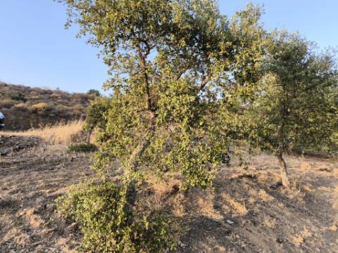 TERRENO RUSTICO COM 3080 M2 - PLANO COM MUITOS SOBREIROS - ASFALTO - PROXIMO AO VALE DO PEREIRO EM ODELEITE - CASTRO MARIM - ALGARVE