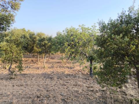 TERRENO RUSTICO COM 3080 M2 - PLANO COM MUITOS SOBREIROS - ASFALTO - PROXIMO AO VALE DO PEREIRO EM ODELEITE - CASTRO MARIM - ALGARVE