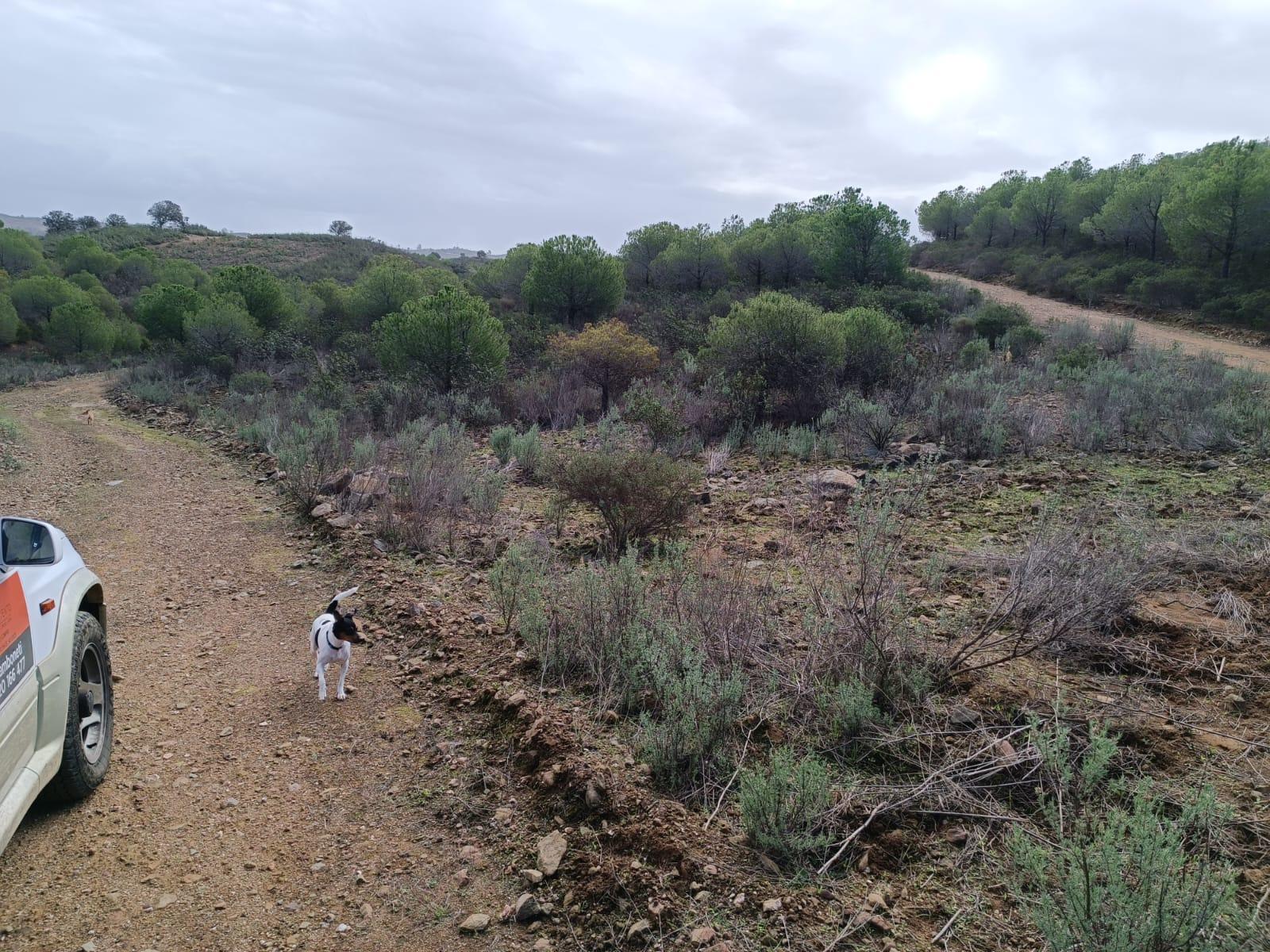 TERRENO COM 12.9 HECTARES - POSSIBILIDADE DE CONSTRUÇÃO - TURISMO - MORADIA - PALMEIRA - ALCOUTIM - ALGARVE