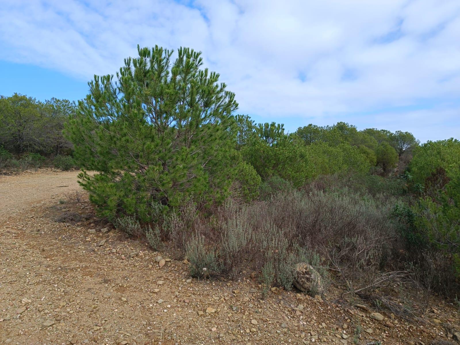 TERRENO COM 12.9 HECTARES - POSSIBILIDADE DE CONSTRUÇÃO - TURISMO - MORADIA - PALMEIRA - ALCOUTIM - ALGARVE