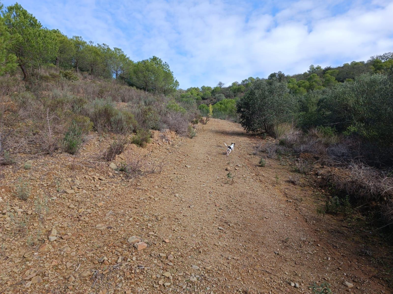 alt