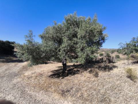 TERRENO RÚSTICO COM 20.080 M² - VISTA LAGO - COM POSSIBILIDADE DE CONSTRUÇÃO AGRÍCOLA - PRÓXIMO AO TANOEIRO - CASTRO MARIM - ALGARVE