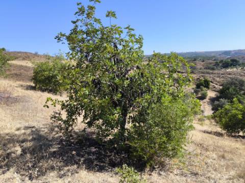 TERRENO RÚSTICO COM 20.080 M² - VISTA LAGO - COM POSSIBILIDADE DE CONSTRUÇÃO AGRÍCOLA - PRÓXIMO AO TANOEIRO - CASTRO MARIM - ALGARVE