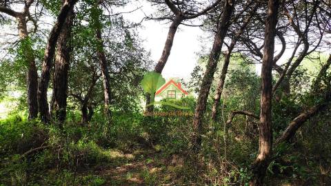  Terreno com pinhal em São João das Lampas 