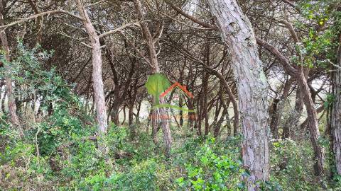  Terreno com pinhal em São João das Lampas 