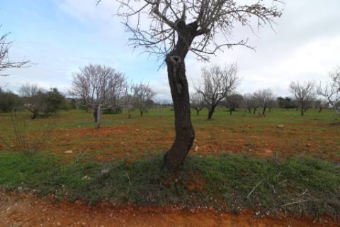 Terreno Rústico em Vale Verde, Guia, Albufeira