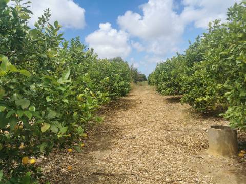 Terreno com Quintinha em Faro, Sítio do Besouro