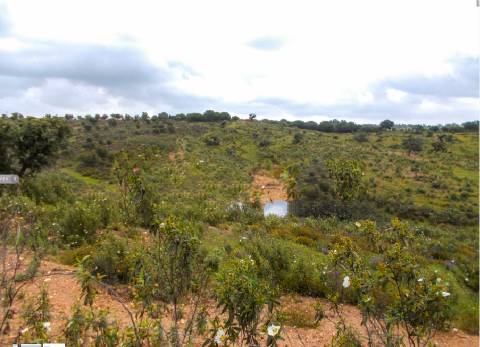 Herdade perto da serra de Serpa. 
Esta herdade de 60 hectares é abundante em sobreiros e pinheiros, bem como excelentes terrenos para a plantação de medronho.