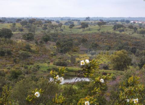 Herdade perto da serra de Serpa. 
Esta herdade de 60 hectares é abundante em sobreiros e pinheiros, bem como excelentes terrenos para a plantação de medronho.