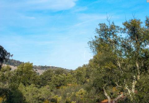 Herdade perto da serra de Serpa. 
Esta herdade de 60 hectares é abundante em sobreiros e pinheiros, bem como excelentes terrenos para a plantação de medronho.