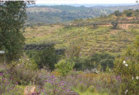 Herdade perto da serra de Serpa. 
Esta herdade de 60 hectares é abundante em sobreiros e pinheiros, bem como excelentes terrenos para a plantação de medronho.
