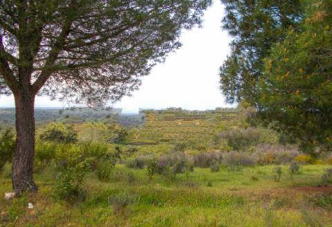 Herdade perto da serra de Serpa. 
Esta herdade de 60 hectares é abundante em sobreiros e pinheiros, bem como excelentes terrenos para a plantação de medronho.