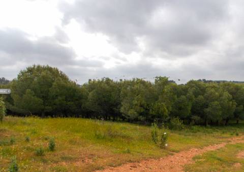 Herdade perto da serra de Serpa. 
Esta herdade de 60 hectares é abundante em sobreiros e pinheiros, bem como excelentes terrenos para a plantação de medronho.