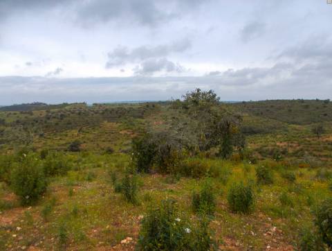Herdade perto da serra de Serpa. 
Esta herdade de 60 hectares é abundante em sobreiros e pinheiros, bem como excelentes terrenos para a plantação de medronho.