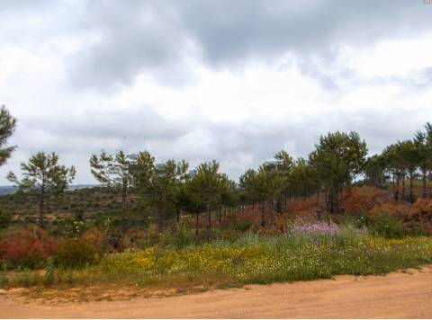 Herdade perto da serra de Serpa. 
Esta herdade de 60 hectares é abundante em sobreiros e pinheiros, bem como excelentes terrenos para a plantação de medronho.