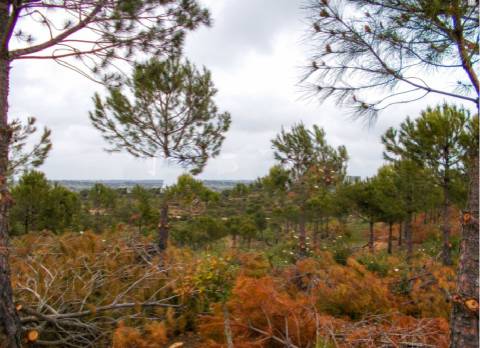 Herdade perto da serra de Serpa. 
Esta herdade de 60 hectares é abundante em sobreiros e pinheiros, bem como excelentes terrenos para a plantação de medronho.
