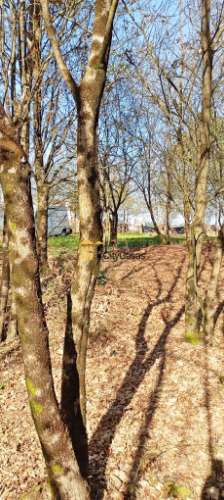 Terreno Para Construção de Moradias em Lodares