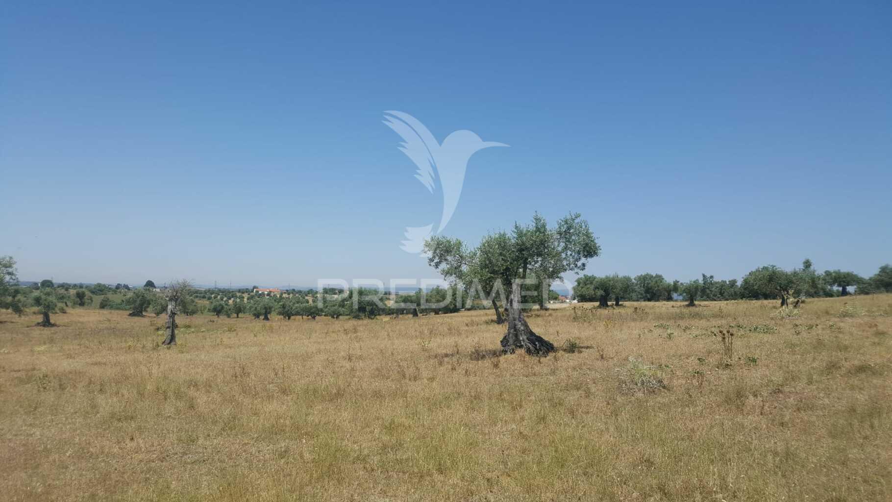 Terreno rustico 44.400m2 com projeto de moradia térrea