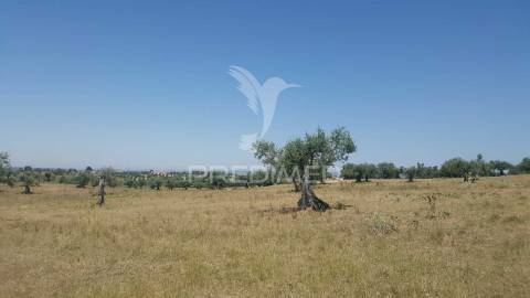 Terreno rustico 44.400m2 com projeto de moradia térrea