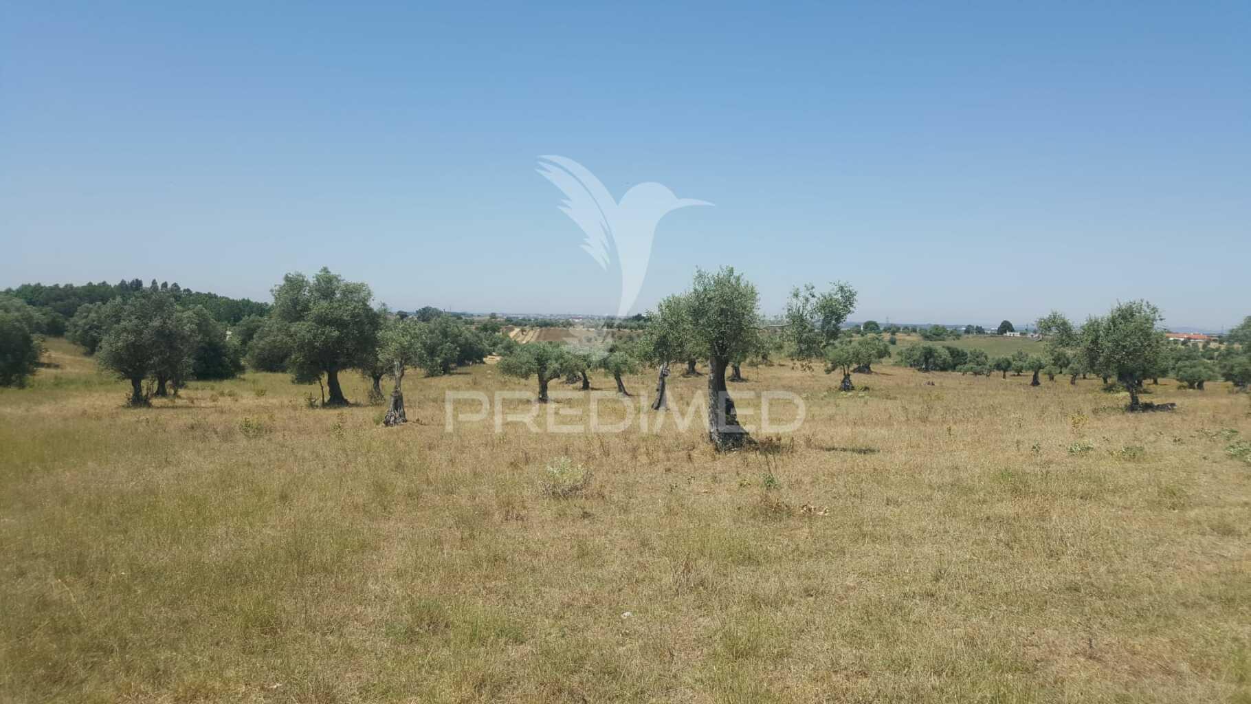 Terreno rustico 44.400m2 com projeto de moradia térrea