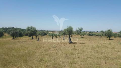Terreno rustico 44.400m2 com projeto de moradia térrea