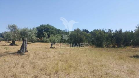 Terreno rustico 44.400m2 com projeto de moradia térrea