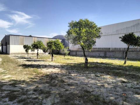 Quinta de 6.000m2 em brejos de azeitão