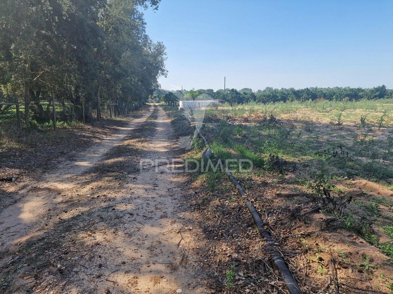 Monte alentejano em santiago do cacém