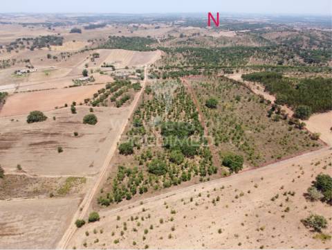 Terreno fonte nova -cercal – santiago do cacém