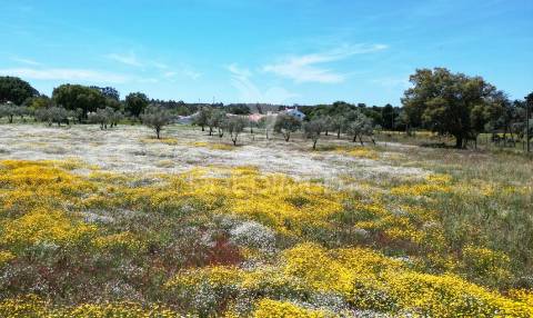 Terreno urbano com 11.750 m2 em boavista dos pinheiros