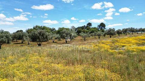 Terreno urbano com 11.750 m2 em boavista dos pinheiros