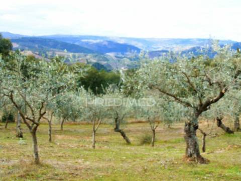 Propriedade de 9ha  c/olival em mirandela/bragança