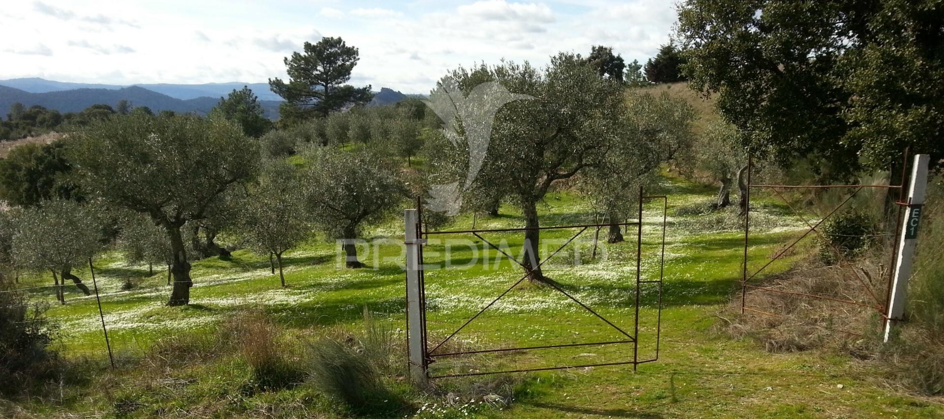 Propriedade de 9ha  c/olival em mirandela/bragança