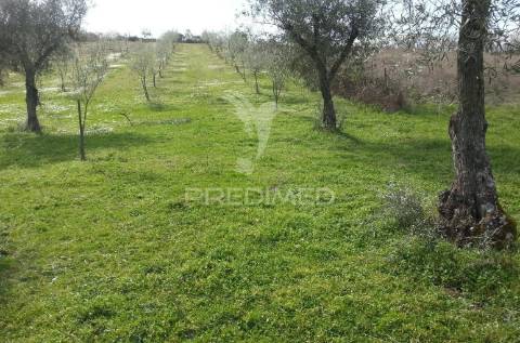Propriedade de 9ha  c/olival em mirandela/bragança